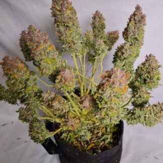 GRAPE SODA AUTO