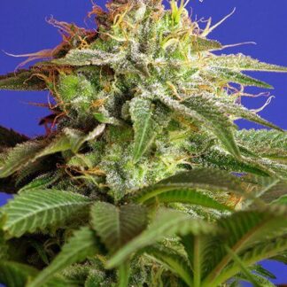 100 GRAINES FEM - GREEN POISON