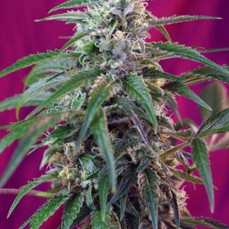 GREEN POISON AUTO