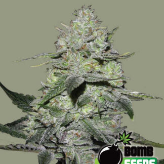 Gorilla-Bomb