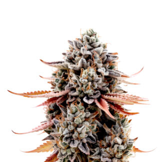 Grizzly Glue