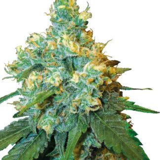 JACK HERER