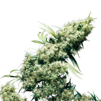 JAMAICAN PEARL