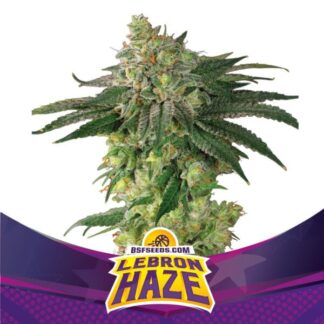 Lebron-Haze