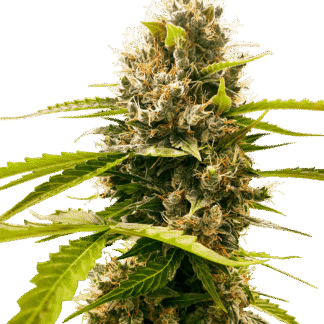 MANDARINE PUNCH