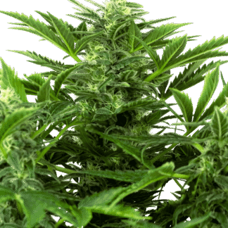MANDARINE PUNCH AUTO
