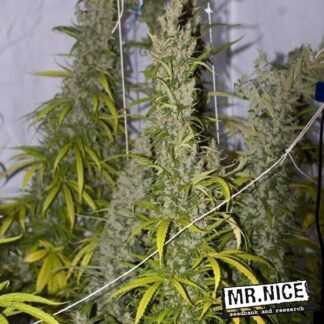 MANGO HAZE