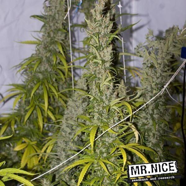 MANGO HAZE