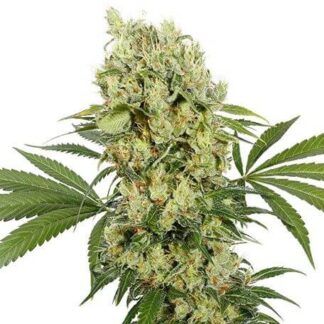 MEDIKIT CBD