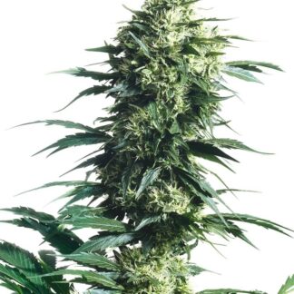 MOTHER'S FINEST