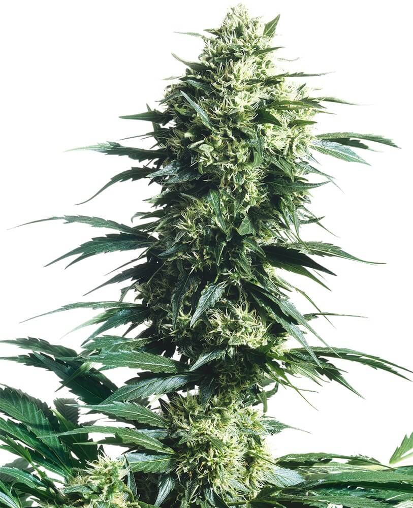 MOTHER'S FINEST