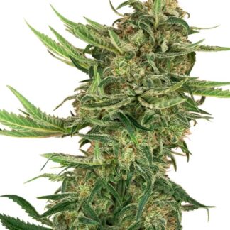 N13 KUSH