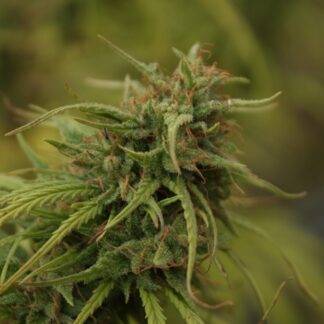 NEVILLES SKUNK