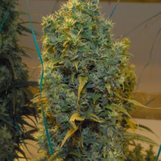 NL5 X HAZE