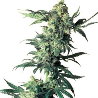 NORTHERN LIGHTS