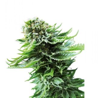 NORTHERN LIGHTS AUTO