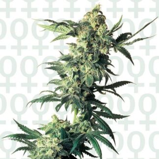 NORTHERN LIGHTS FEM