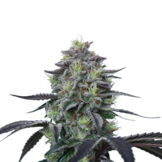 Northern Light x Skunk