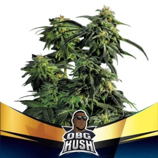 OBG KUSH