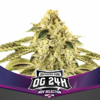 10 GRAINES FEM - OG 24K