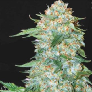 OG KUSH