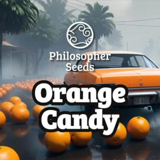 5 GRAINES FEM - ORANGE CANDY
