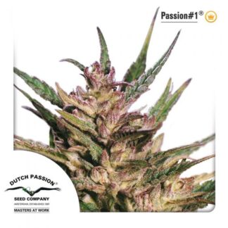 PASSION #1