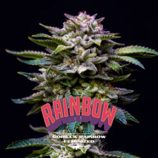 100 GRAINES FEM - GORILLA  RAINBOWS