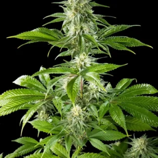 PURE CBD PUNCH