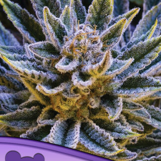 5 GRAINES FEM - PINEAPPLE RUNTZ AUTO