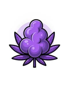 cannabis purple