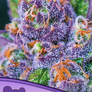 3 GRAINES FEM - PURPLE DOMINA AUTO