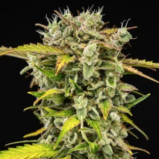 ROYAL CREAMATIC AUTO