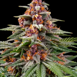 RUNTZ AUTO