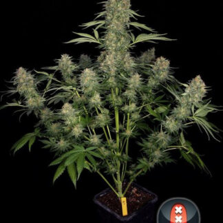 SERIOUS KUSH