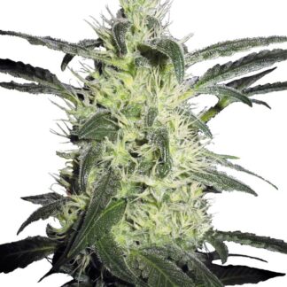 SILVER HAZE