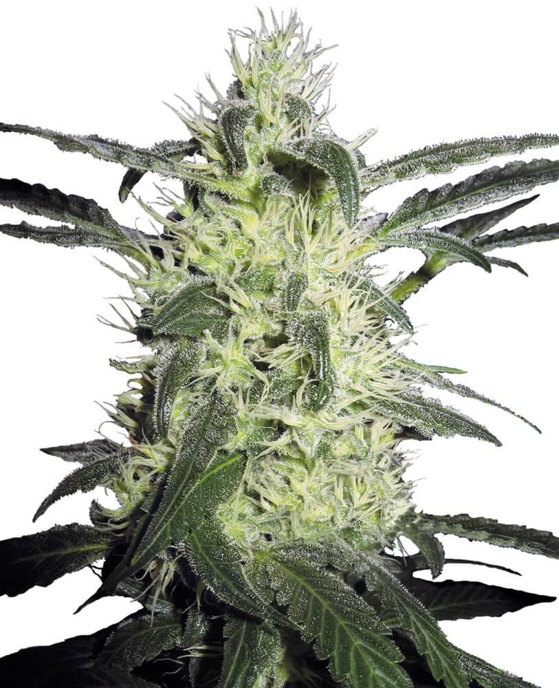 SILVER HAZE