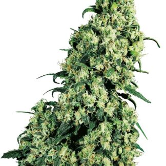 SKUNK # 1