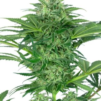 SKUNK DREAM CBD