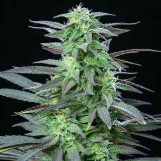 SKUNK XL