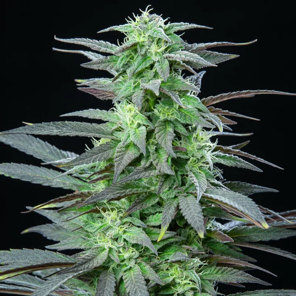 SKUNK XL