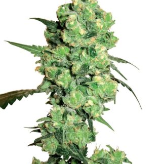 SUPER SKUNK