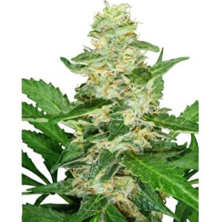 SUPER SKUNK AUTOMATIC