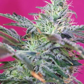 SWEET CHEESE AUTO