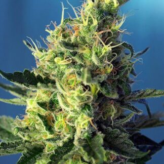 SWEET PURE CBD