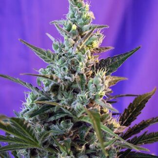 SWEET SKUNK AUTO