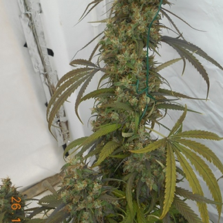 5 GRAINES FEM - HAZE X KALI CHINA