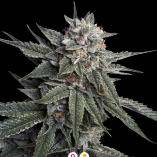 10 GRAINES FEM - HOLY GRAIL KUSH