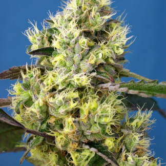 100 GRAINES FEM - SWEET GELATO AUTO