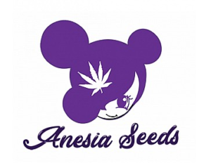anesia seeds